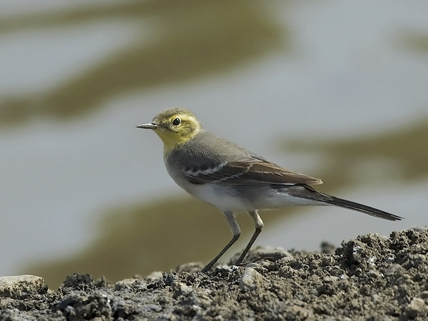 Sitruunavästäräkki, Citrine Wagtail, Motacilla citreola